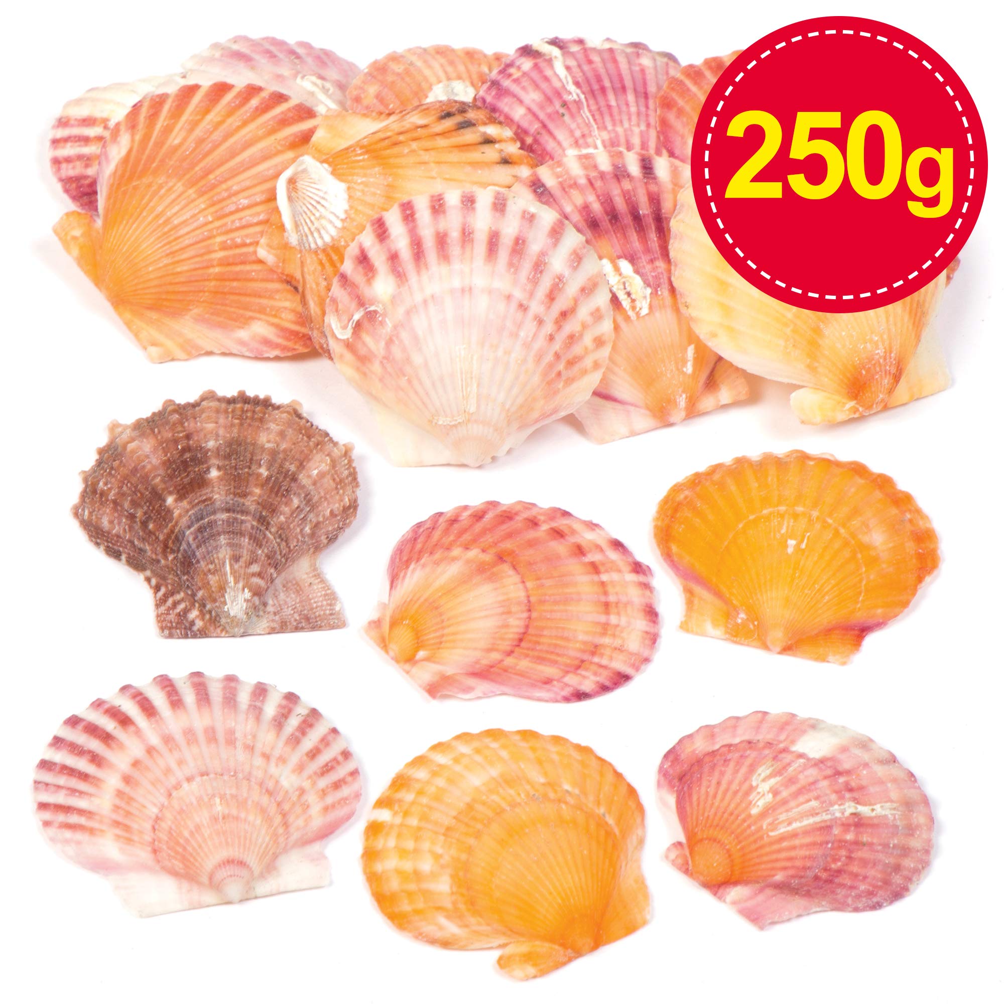 ほたてページ Amazon.co.jp: ベイカーロスAV168ミニホタテ貝、盛り合わせ